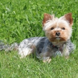 Loustic