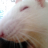 lyly