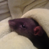 splinter