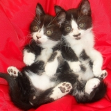 Bob & Nola