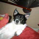 jack