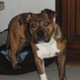 guarana
