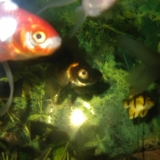 Mes Poissons 