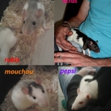 scrat ,pepsi, rubis,mouchou