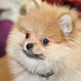 Paco