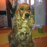Endora