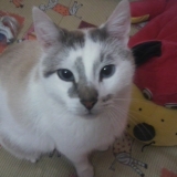 mimi 