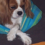 Windie