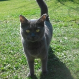 Frimousse
