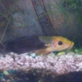 Babouche