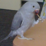 Bloo