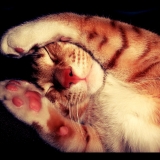 Tigrou