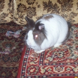 fifi
