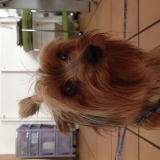 Noisette