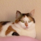 Mussy