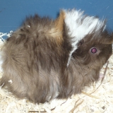 Héliot