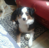 Gipsy