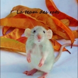 La team des rats