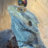 Arnold