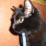 poupounette