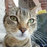 Gomette