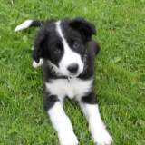 team border collie