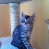 Gizeh