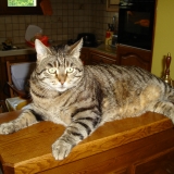 Théo