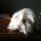 darwing (coco)