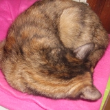 Nunzi