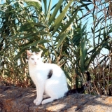 lulu