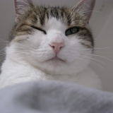 Niki