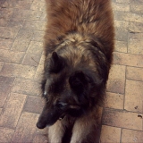 Lassie