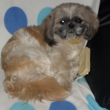 Benji