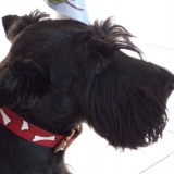 Winston