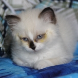 Peluche