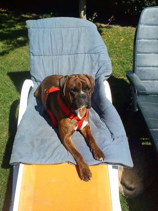 Chien - Boxer - Elios