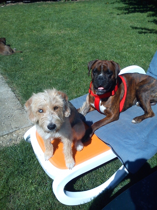 Chien - Boxer - Elios