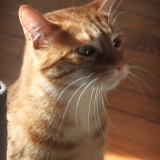 Dexter