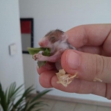 Bébés hamsters