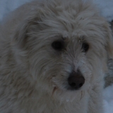 chester