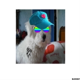 tofy