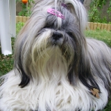 Cara
