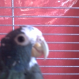 stuart