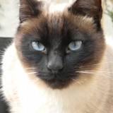 Logan