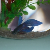 Blue