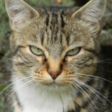 Ernesta