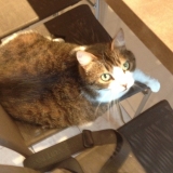 Spyke dit Spyky