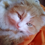 Lili