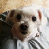 Sybelle